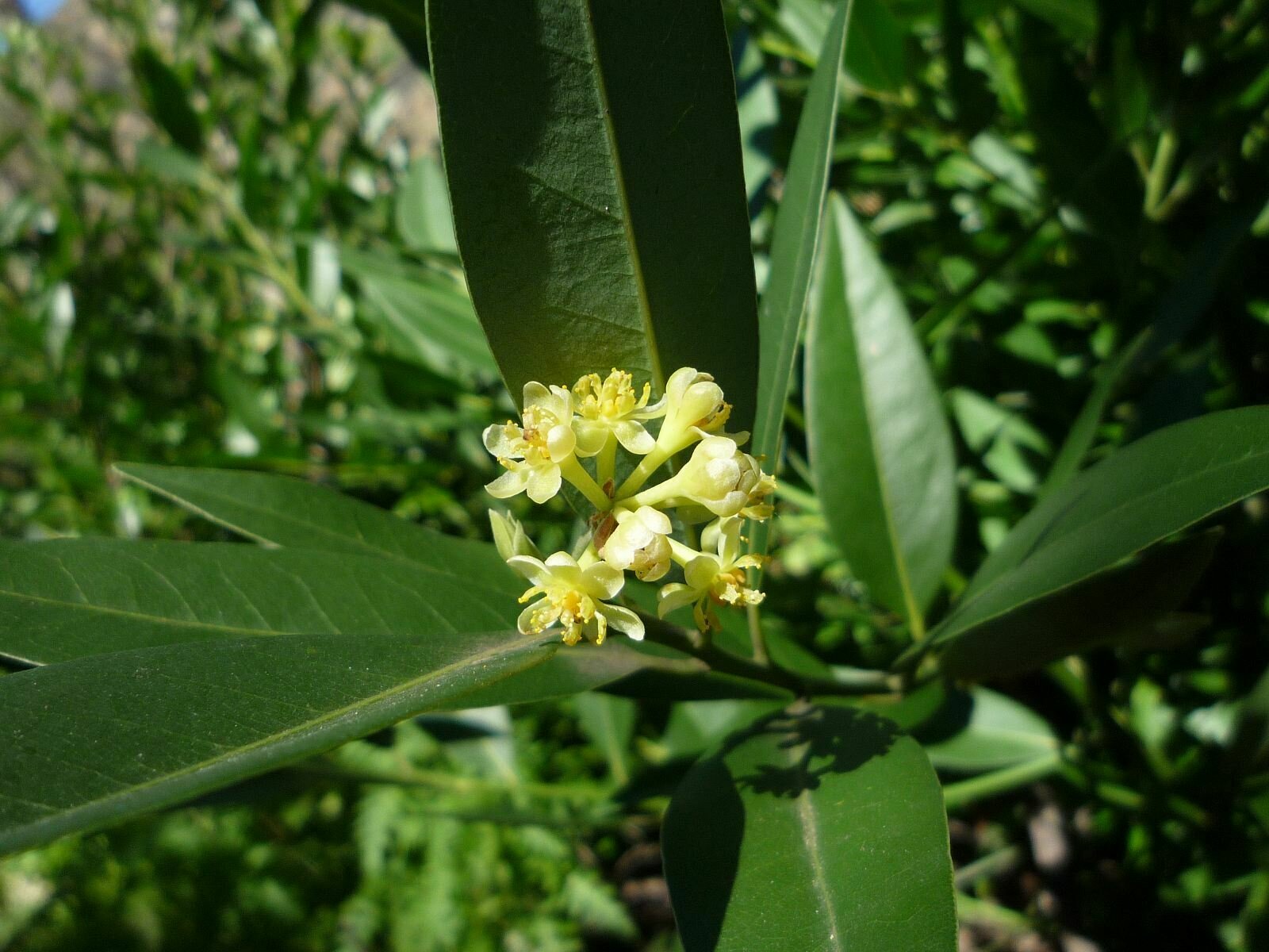 High Resolution Umbellularia californica Flower